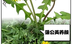 蒲公英种植技术及效益