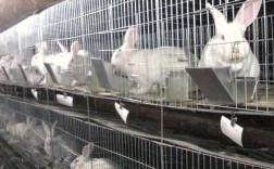 兔子养殖技术视频，新手能学会吗？