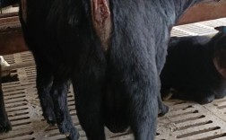 啥羊繁殖最快又长得大？