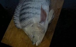 哪种罗非鱼品种生长最快？