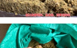 桂杆发酵饲料如何高效转化营养？