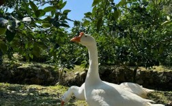 林下养鹅选什么品种合适？