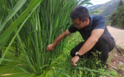 无水田种茭白技术视频