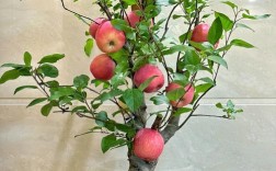 果树盆景种植视频，新手能快速学会吗？