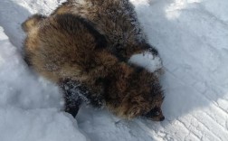 2025东北貉皮价格会涨还是跌？