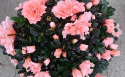 四季杜鹃有哪些常见品种？