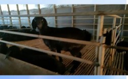 小尾寒羊价格多少？养羊技术有哪些要点？