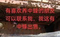 国外养蜂新技术，具体有哪些新招？