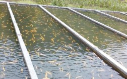 黑鱼养殖2025年技术有哪些新突破？