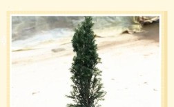 红豆杉种植技术要点有哪些？