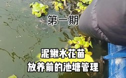 免费泥鳅养殖技术哪里学？