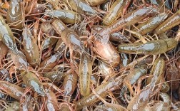 小龙虾立体养殖技术如何高效应用？