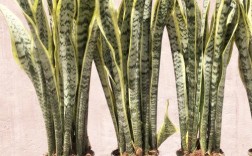 室内虎皮兰哪个品种最值得养？