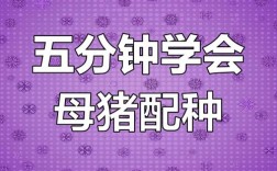 母猪配种有哪些关键技术与注意事项？