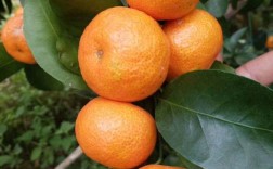 南方种桔子，哪些品种最合适？