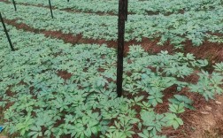 云南三七种植技术有哪些关键点？