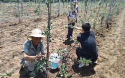 苹果最新栽培技术视频有何创新点？