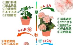 天竺葵怎么养？关键技巧有哪些？