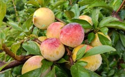 北方常见李子品种有哪些？