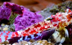 海水青蛙鱼价格多少？图片长啥样？