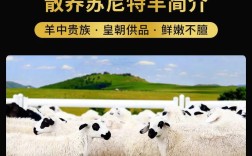 苏尼特羊是什么品种？