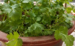 夏季种植香菜什么品种