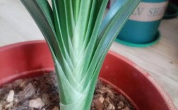 君子兰品种如何快速辨别？