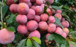 福建有哪些特色李子品种？