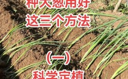 鳞茎种植小葱，管理技术有哪些要点？