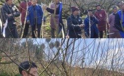 李子树修剪怎么剪才对？