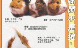 猪的品种及外貌特征