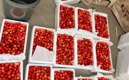 樱桃花红色是哪个品种？