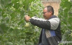 香瓜吊蔓种植技术视频怎么学？