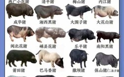 我国培育的猪品种主要有哪些？