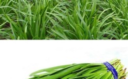 中国最抗寒韭菜品种是哪个？