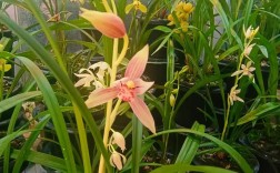 四季兰 最香 品种