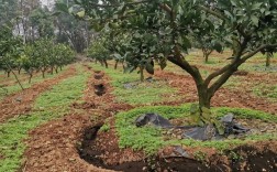 桔子树种植技术有哪些关键要点？