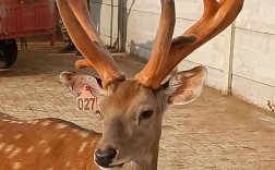 什么鹿最好养又省心？