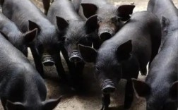 徒河黑猪代理养殖技术怎么掌握？