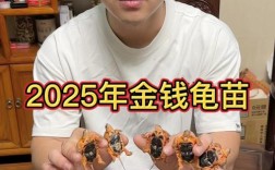 2025金钱龟苗价格会涨还是跌？