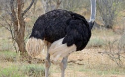 优质鸵鸟品种有何核心特点？