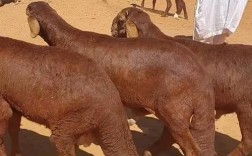 尾巴最长的羊是哪个品种？