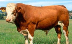 什么品种肉牛抵抗力强？