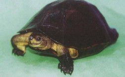 黑山龟2025年价格会涨还是跌？