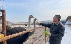 鸵鸟养殖技术与管理的核心要点是什么？