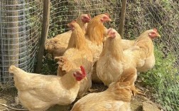 土鸡品种选哪种好？