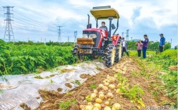高产马铃薯种植技术视频有哪些关键要点？