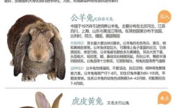 哪些肉兔品种值得引进？