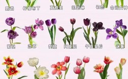 郁金香中最稀有的品种究竟有多珍贵？它们为何能成为植物界的活宝石？