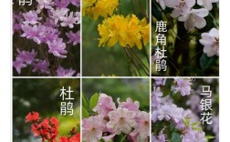 杜鹃花品种图片名称大全有哪些？